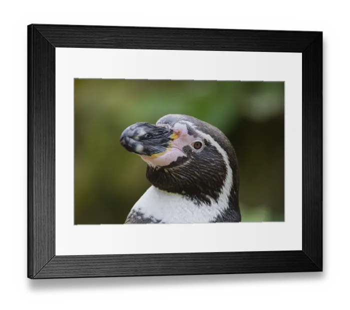 Framed Print : Humboldt Penguin, Colony Spheniscus humboldti