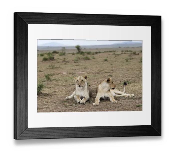 Framed Print : Two lionesses resting on the ground in the vast savannah of the Masai Mara National Reserve Framed Print : Two lionesses resting on the ground in the vast savannah of the Masai Mara National Reserve
