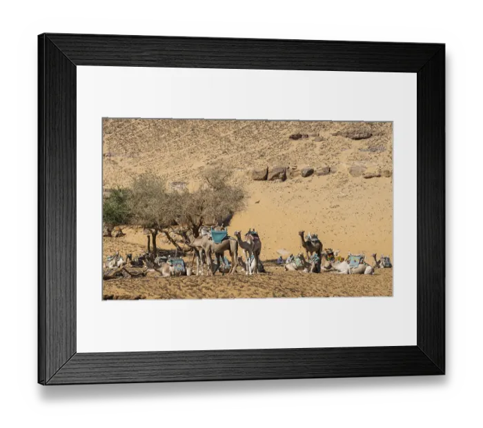 Framed Print : Camels ready for ride up the steep sandy hillls near Nubian village in Aswan