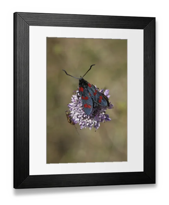 Framed Print : Zygaena filipendulae, common ram