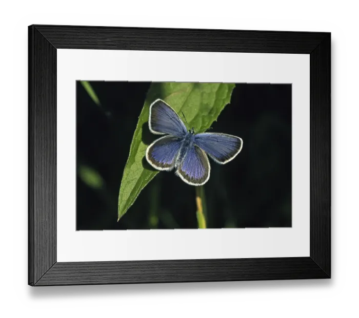 Framed Print : Plebejus argus, White-faced Blue, (male) Framed Print : Plebejus argus, White-faced Blue, (male)
