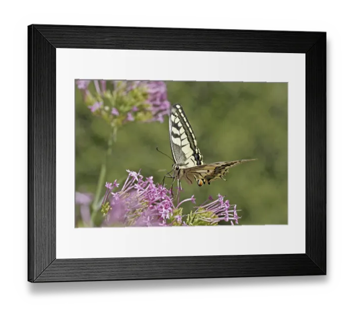Framed Print : Papilio machaon, swallowtail Framed Print : Papilio machaon, swallowtail
