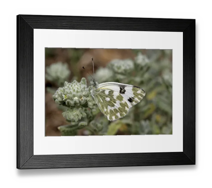 Framed Print : Pontia daplidice, reseda butterfly, reseda white Framed Print : Pontia daplidice, reseda butterfly, reseda white