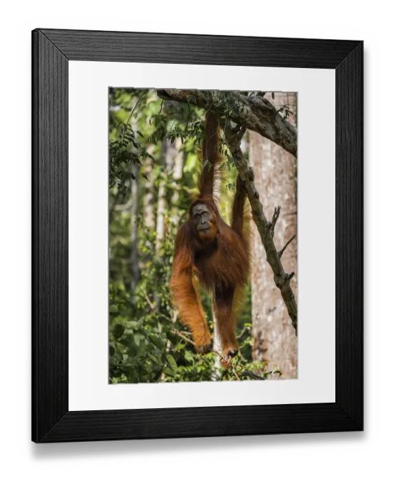 Framed Print : Close-up of male orangutan hanging from a branch Framed Print : Close-up of male orangutan hanging from a branch