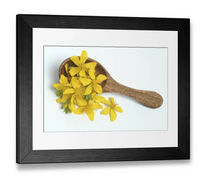 Framed Print : Medicinal plant St. John's wort