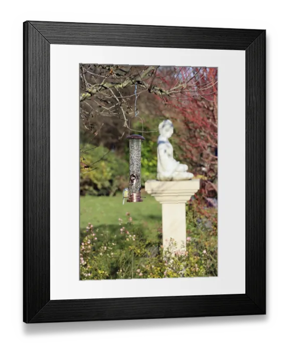 Framed Print : Blue tit (Cyanistes caeruleus, syn) Framed Print : Blue tit (Cyanistes caeruleus, syn)