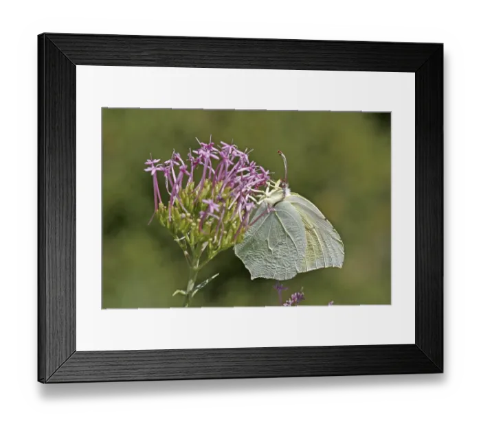 Framed Print : Gonepteryx cleopatra, Cleopatra butterfly Framed Print : Gonepteryx cleopatra, Cleopatra butterfly