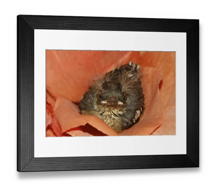 Framed Print : Chaffinch (young bird), Fringilla coelebs - Chaffinch