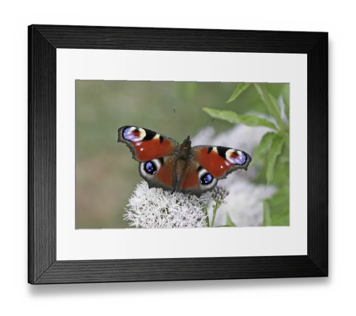 Framed Print : Nymphalis io, Inachis io, peacock Framed Print : Nymphalis io, Inachis io, peacock