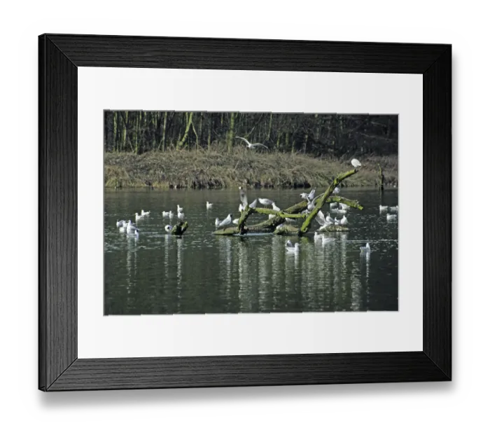 Framed Print : Black-headed gull, Larus ridipundus