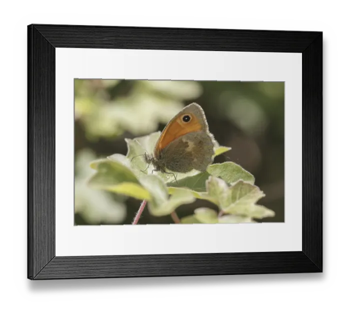 Framed Print : Coenonympha pamphilus, Kleines Wiesenvogelchen (Kleiner Heufalter) - Coenonympha pamphilus Framed Print : Coenonympha pamphilus, Kleines Wiesenvogelchen (Kleiner Heufalter) - Coenonympha pamphilus