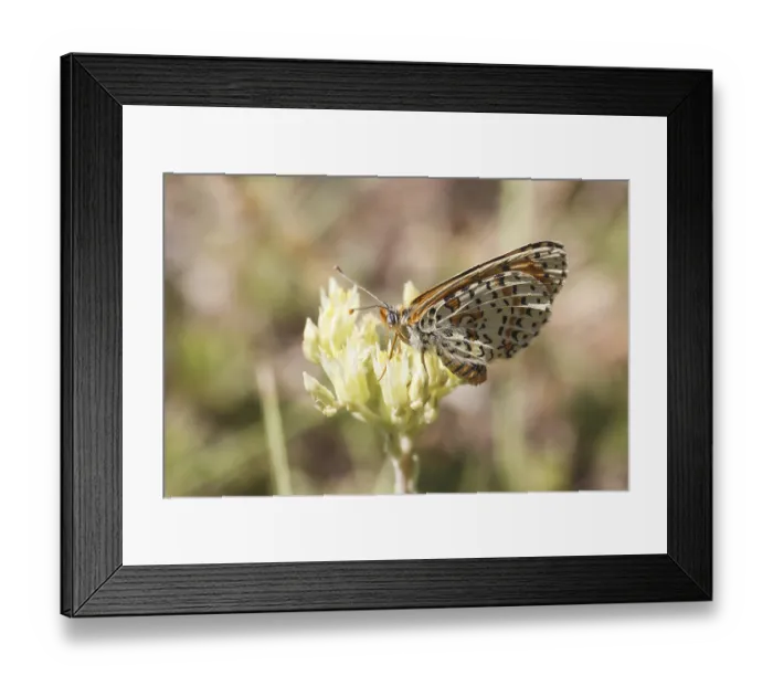Framed Print : Melitaea didyma, Roter Scheckenfalter