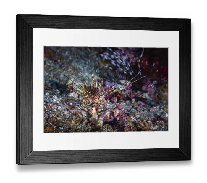 Framed Print : A picture of the dangerous lionfish swimming in the coral reef