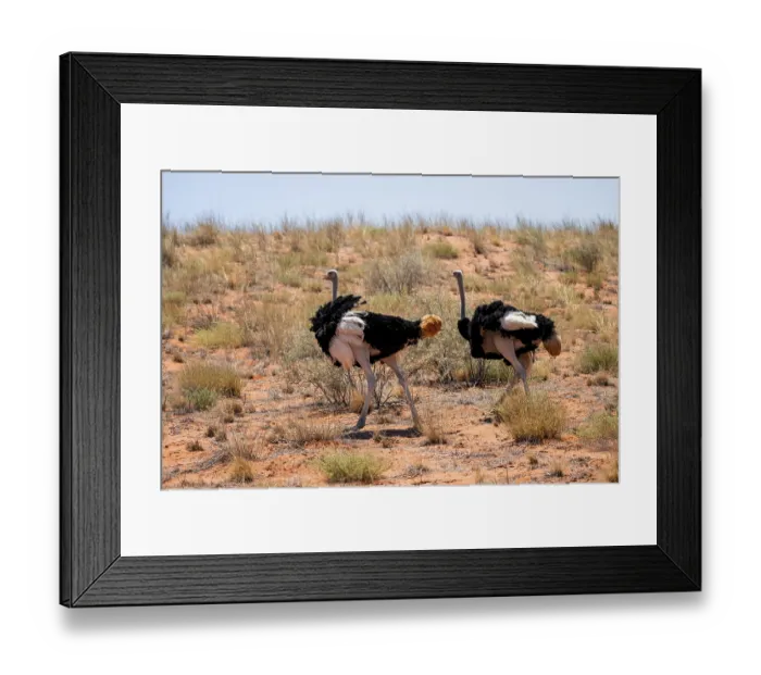 Framed Print : Common ostrich (Struthio camelus)