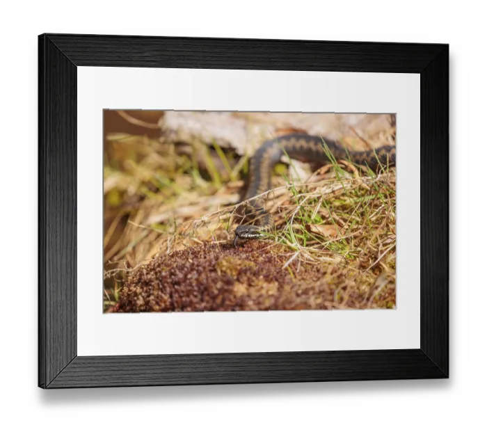 Framed Print : A common European adder (Vipera berus) creeps across moss on a sunny day Framed Print : A common European adder (Vipera berus) creeps across moss on a sunny day
