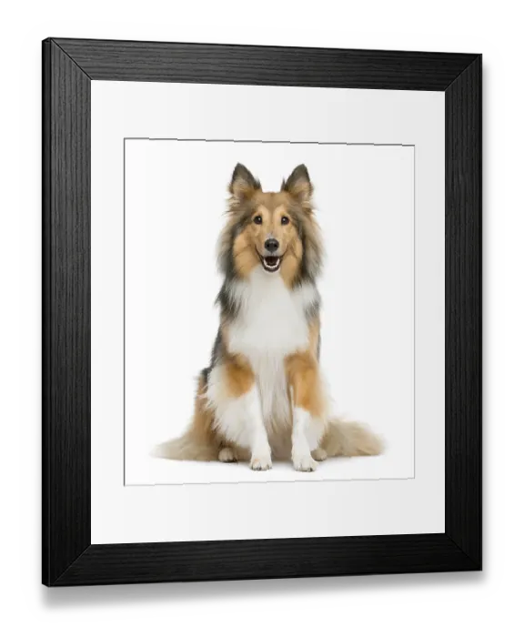Framed Print : Shetland Sheepdog sitting in front of a white background Framed Print : Shetland Sheepdog sitting in front of a white background