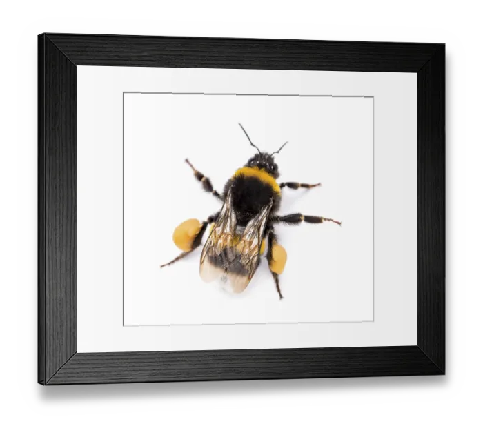 Framed Print : View from up high of a Buff-tailed bumblebee