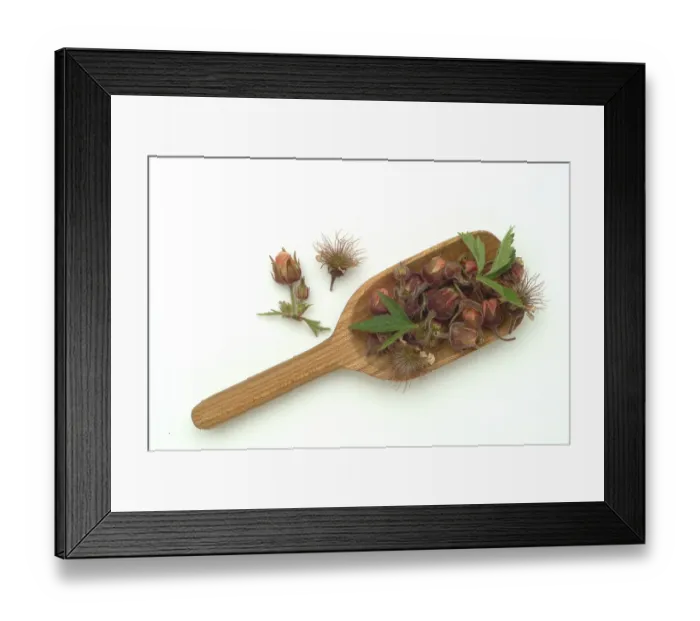 Framed Print : Water avens (Geum rivale), medicinal plant