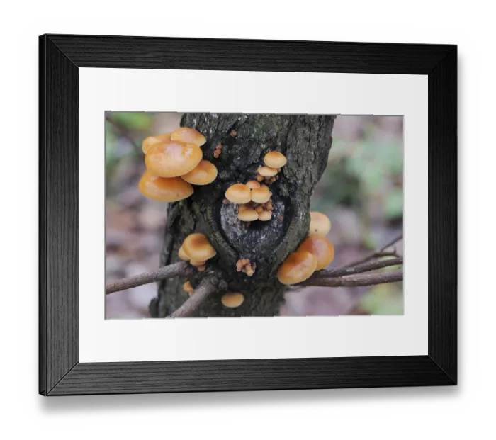 Framed Print : Mushrooms, growing on a tree trunk in the autumn forest