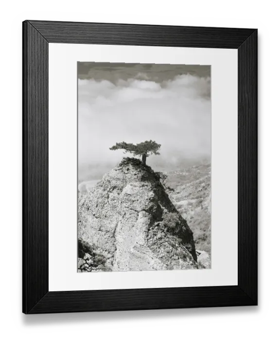 Framed Print : Pine on mountain in Crimea, Ukraine Framed Print : Pine on mountain in Crimea, Ukraine