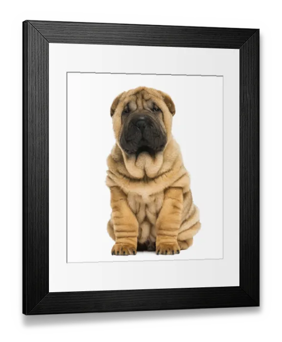 Framed Print : Front view of a Shar pei puppy sitting and looking at the camera (11 weeks old) isolated on white