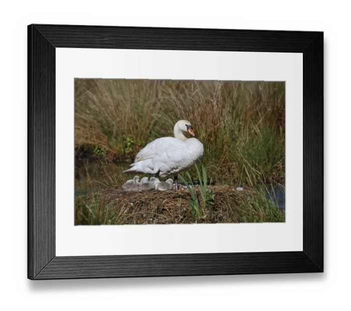 Framed Print : Mute swan (Cygnus olor) with chicks on the nest