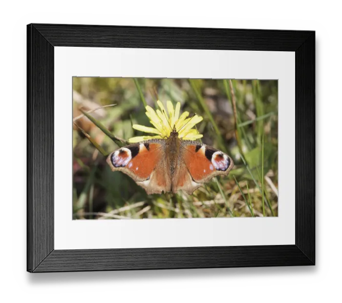 Framed Print : Inachis io (Nymphalis io), Tagpfauenauge auf einer Lowenzahnblute - Inachis io