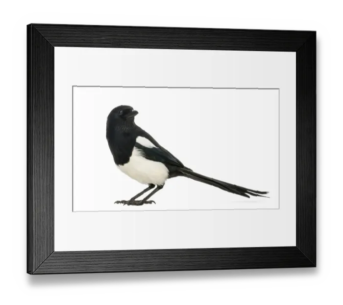 Framed Print : Side view of a Common Magpie, Pica pica