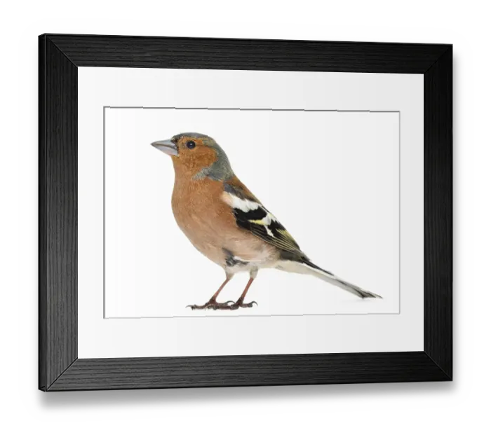 Framed Print : Common Chaffinch, isolated on white - Fringilla coelebs Framed Print : Common Chaffinch, isolated on white - Fringilla coelebs