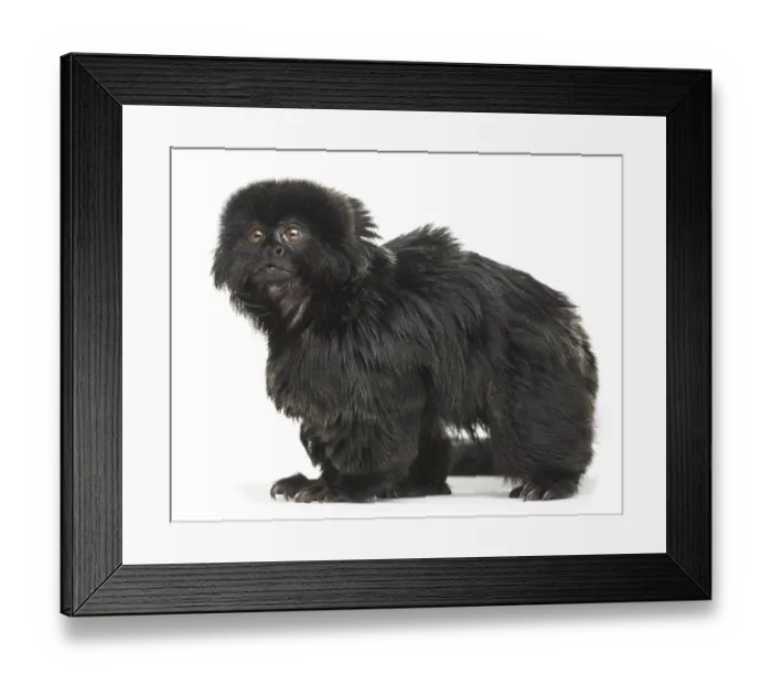 Framed Print : Goeldi's marmoset, Callimico goeldii Framed Print : Goeldi's marmoset, Callimico goeldii