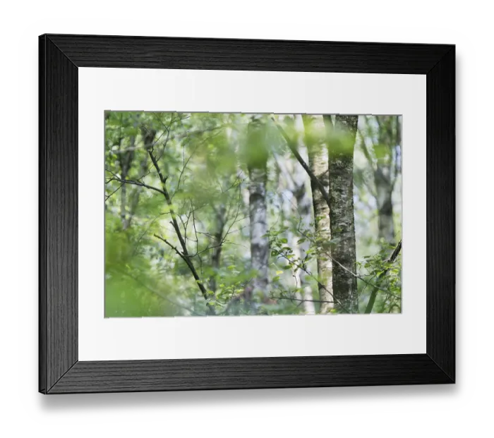 Framed Print : Forest with sand birch (Betula pendula) Framed Print : Forest with sand birch (Betula pendula)
