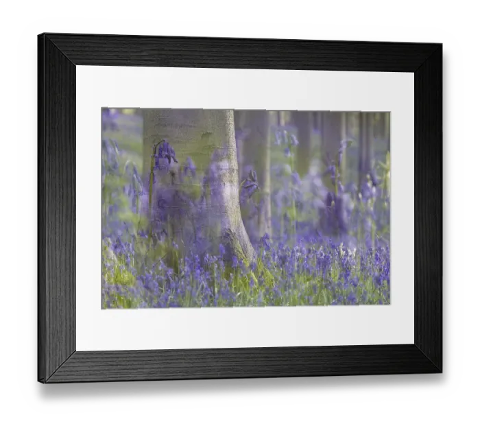 Framed Print : Bluebell (Hyacinthoides) in a forest with copper beech (Fagus silvatica)