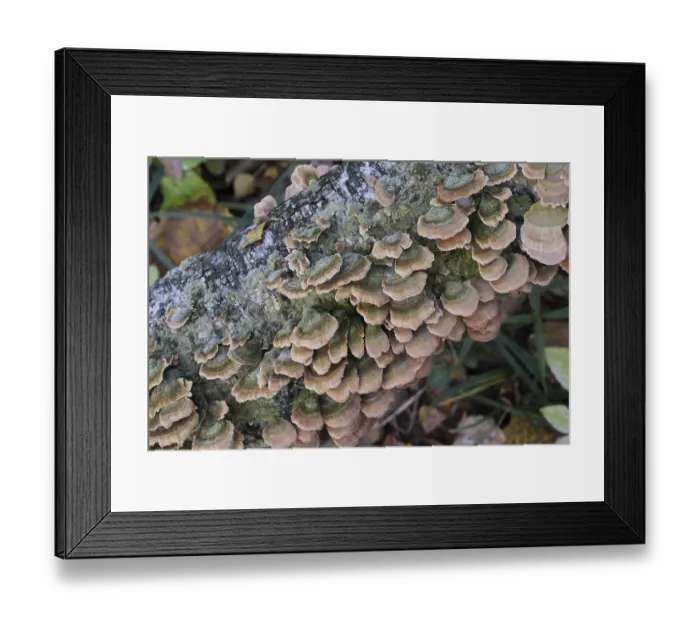 Framed Print : Group of mushrooms growing on a tree trunk in the autumn forest Framed Print : Group of mushrooms growing on a tree trunk in the autumn forest