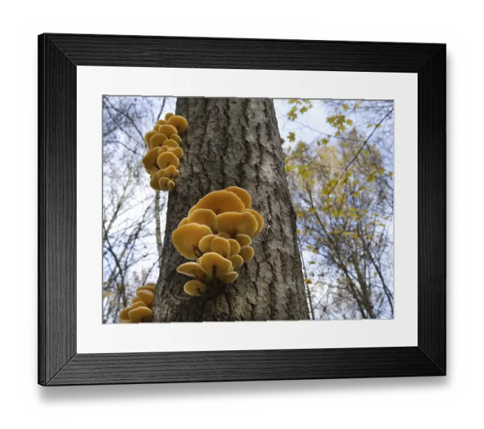 Framed Print : Mushrooms, growing on a tree trunk in the autumn forest