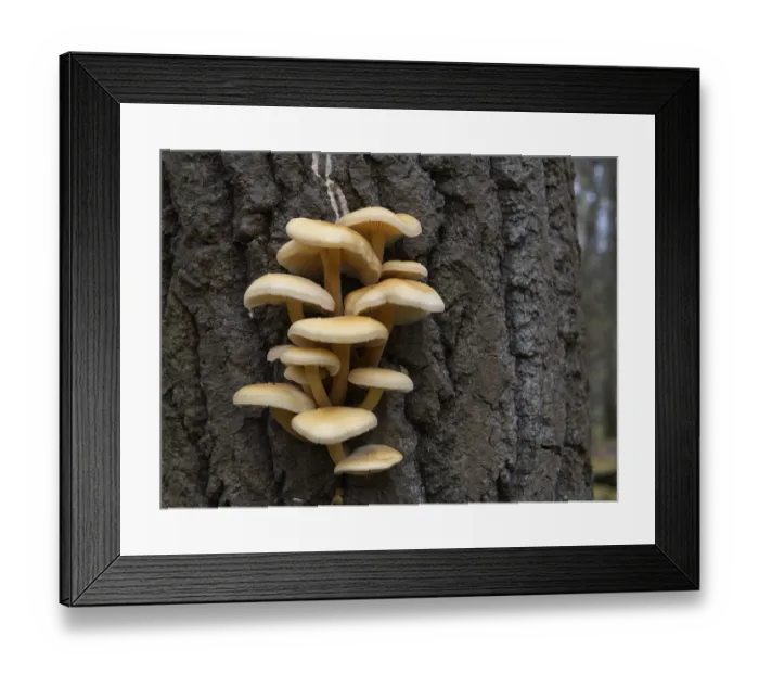 Framed Print : Mushrooms, growing on a tree trunk in the autumn forest