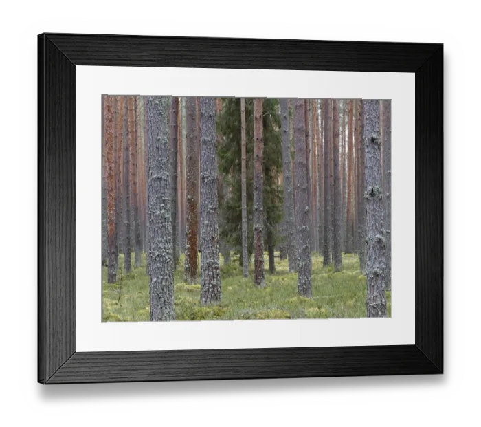 Framed Print : Clear pine autumn forest on a cloudy day Framed Print : Clear pine autumn forest on a cloudy day