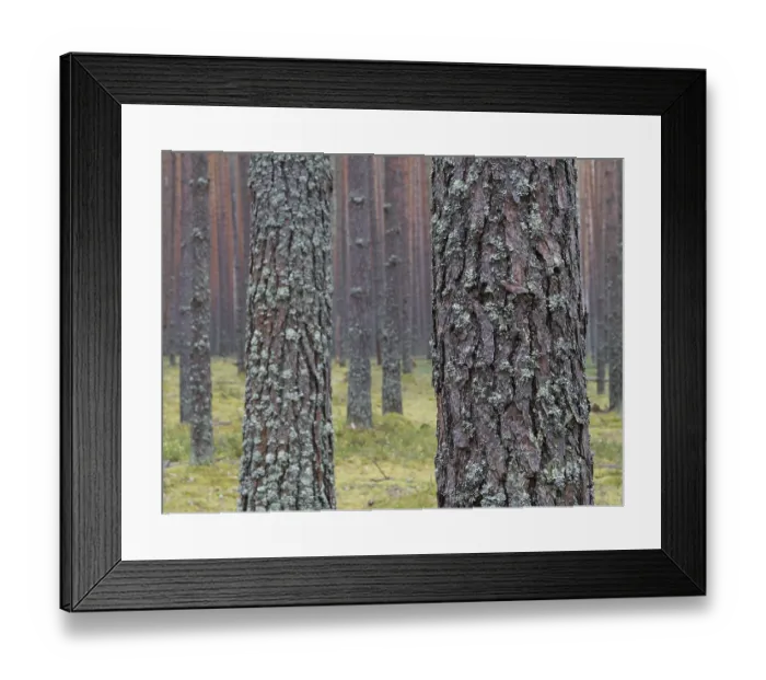 Framed Print : Clear pine autumn forest on a cloudy day