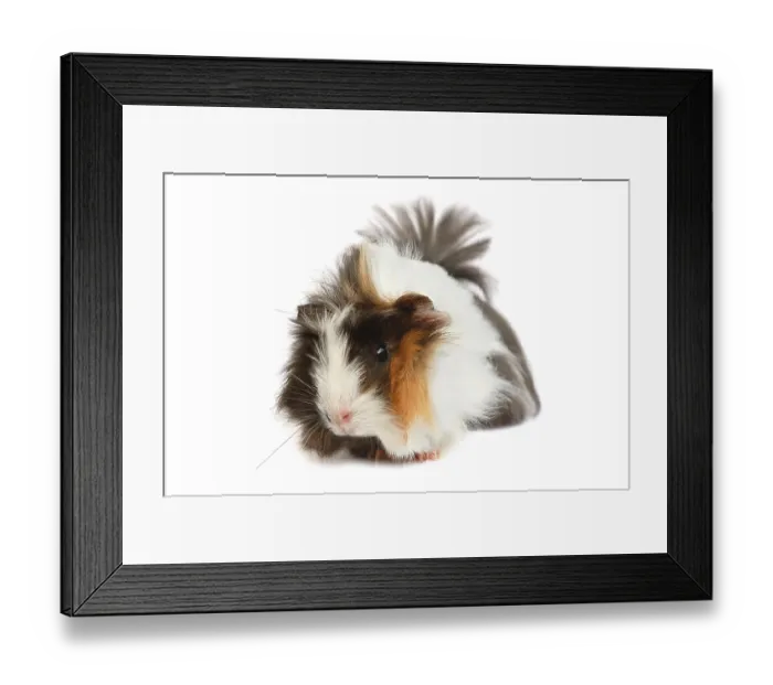 Framed Print : Cute pet. Guinea pig on a white background Framed Print : Cute pet. Guinea pig on a white background