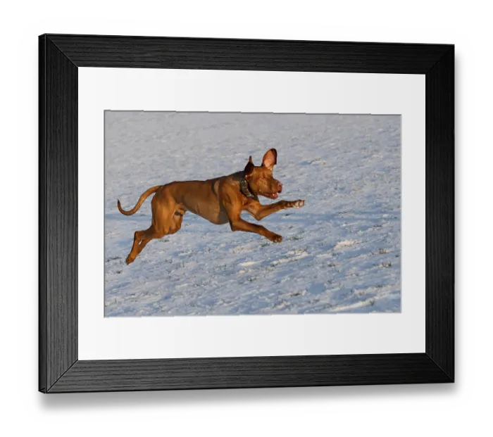 Framed Print : Magyar Vizsla Framed Print : Magyar Vizsla