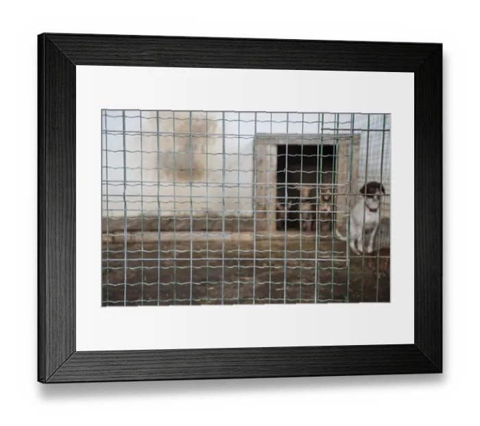 Framed Print : Abandoned dogs in a cage