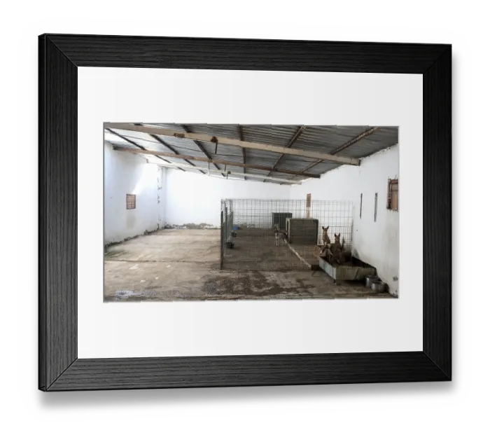 Framed Print : Abandoned dogs in a cage Framed Print : Abandoned dogs in a cage