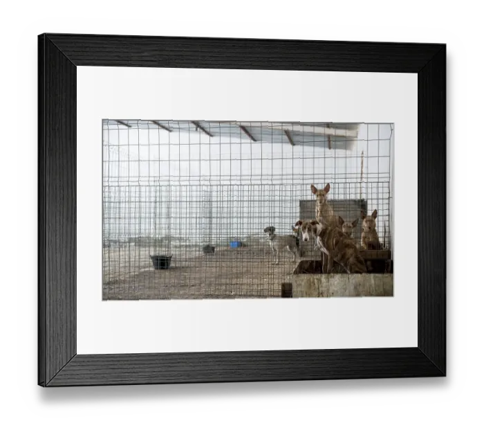 Framed Print : Abandoned dogs in a cage