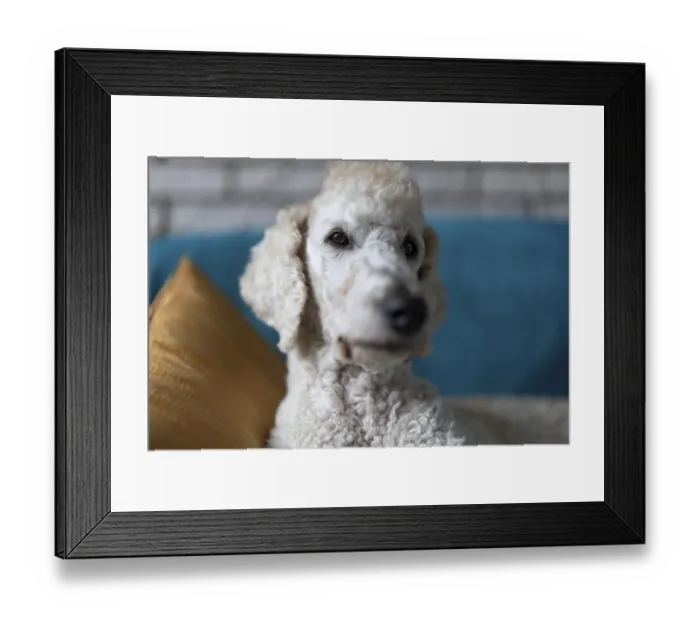 Framed Print : White dog, king poodle sitting on sofa with pillow in living room