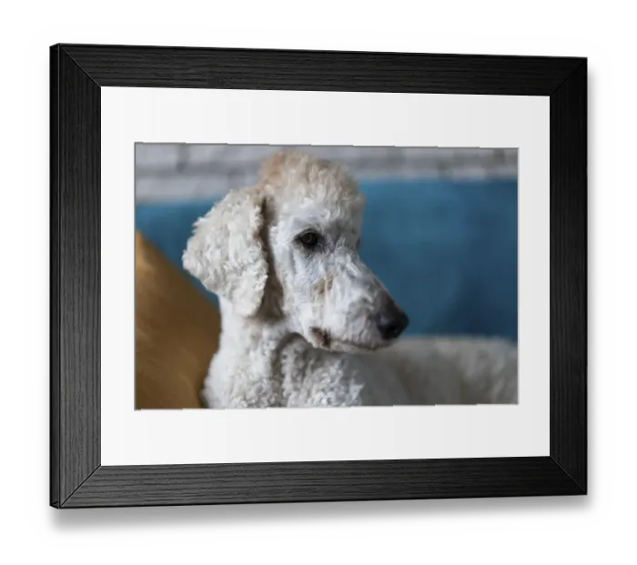 Framed Print : White dog, king poodle sitting on sofa with pillow in living room
