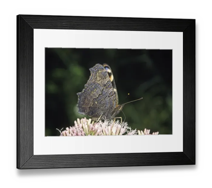 Framed Print : Nymphalis io (Inachis io), peacock butterfly