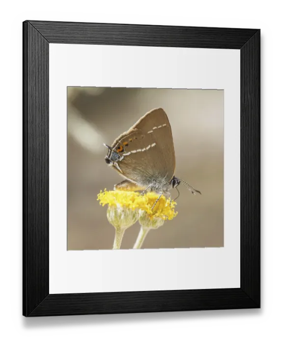 Framed Print : Satyrium spini, Schlehenzipfelfalter Framed Print : Satyrium spini, Schlehenzipfelfalter