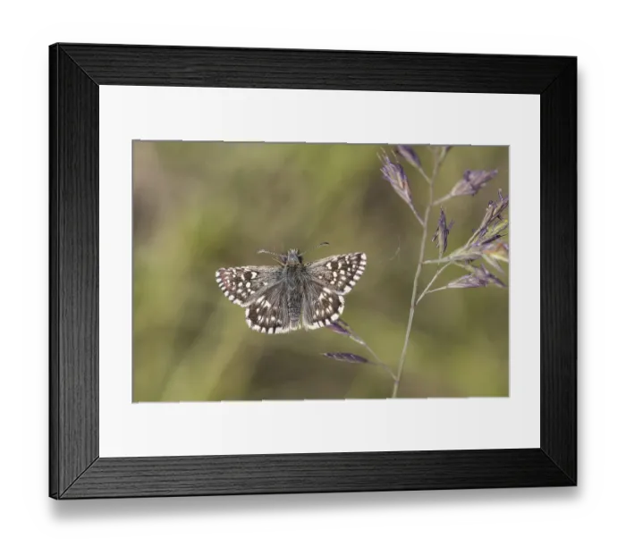 Framed Print : Pyrgus malvae, Malven-Wurfelfleckfalter