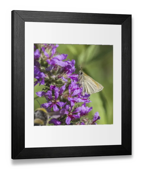 Framed Print : Thymelicus sylvestris, Braunkolbiger Braun-Dickkopffalter - Thymelicus sylvestris
