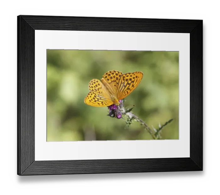 Framed Print : Argynnis paphia, Kaisermantel, Silberstrich (Mannchen) - Argynnis paphia Framed Print : Argynnis paphia, Kaisermantel, Silberstrich (Mannchen) - Argynnis paphia
