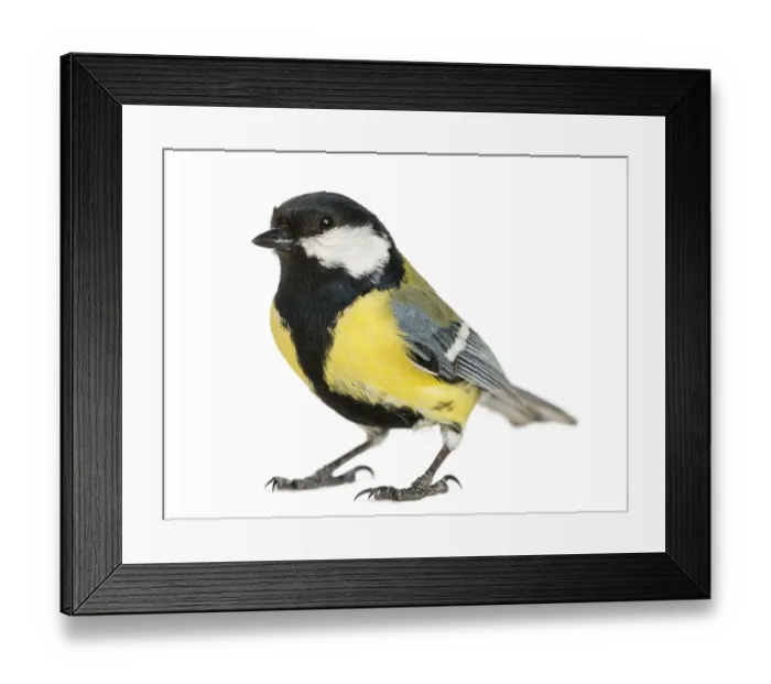 Framed Print : Male great tit, Parus major, isolated on white Framed Print : Male great tit, Parus major, isolated on white